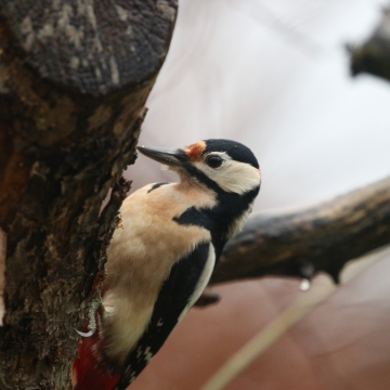 pic epeiche_20220104_a